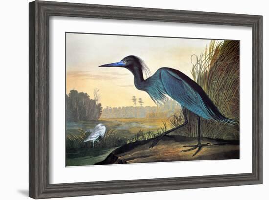 Blue Crane or Heron-John James Audubon-Framed Giclee Print