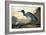 Blue Crane or Heron-John James Audubon-Framed Giclee Print