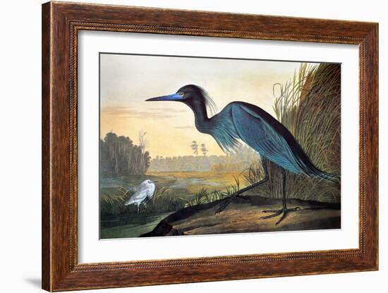 Blue Crane or Heron-John James Audubon-Framed Giclee Print