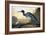 Blue Crane or Heron-John James Audubon-Framed Giclee Print