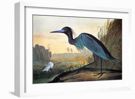 Blue Crane or Heron-John James Audubon-Framed Giclee Print