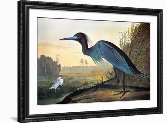 Blue Crane or Heron-John James Audubon-Framed Premium Giclee Print