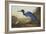 Blue Crane or Heron-John James Audubon-Framed Art Print