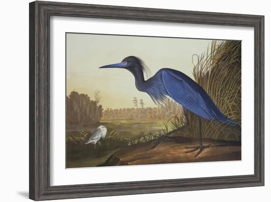 Blue Crane or Heron-John James Audubon-Framed Art Print