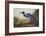 Blue Crane or Heron-John James Audubon-Framed Art Print