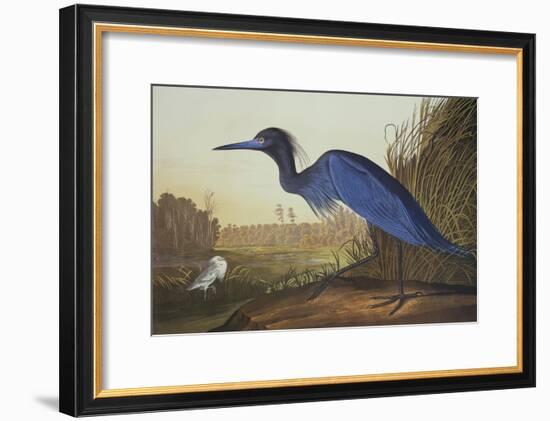 Blue Crane or Heron-John James Audubon-Framed Art Print