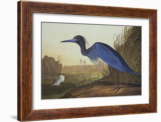 Blue Crane or Heron-John James Audubon-Framed Art Print