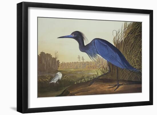 Blue Crane or Heron-John James Audubon-Framed Art Print