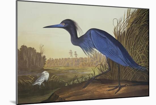 Blue Crane or Heron-John James Audubon-Mounted Art Print