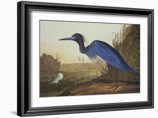 Blue Crane or Heron-John James Audubon-Framed Art Print