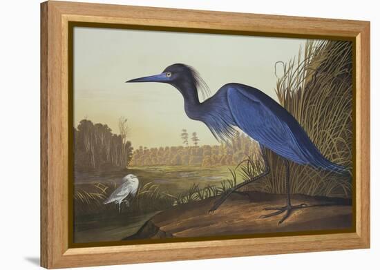 Blue Crane or Heron-John James Audubon-Framed Stretched Canvas