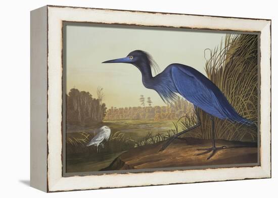 Blue Crane or Heron-John James Audubon-Framed Stretched Canvas