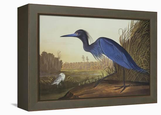 Blue Crane or Heron-John James Audubon-Framed Stretched Canvas