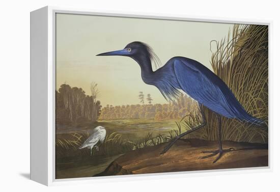 Blue Crane or Heron-John James Audubon-Framed Stretched Canvas