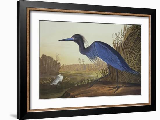 Blue Crane or Heron-John James Audubon-Framed Premium Giclee Print