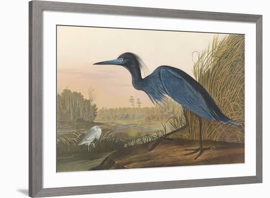 Blue Crane-John James Audubon-Framed Premium Giclee Print