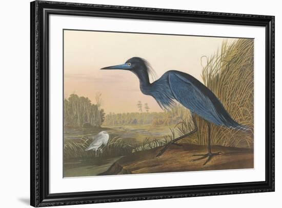 Blue Crane-John James Audubon-Framed Premium Giclee Print
