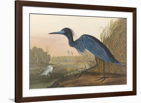 Blue Crane-John James Audubon-Framed Premium Giclee Print