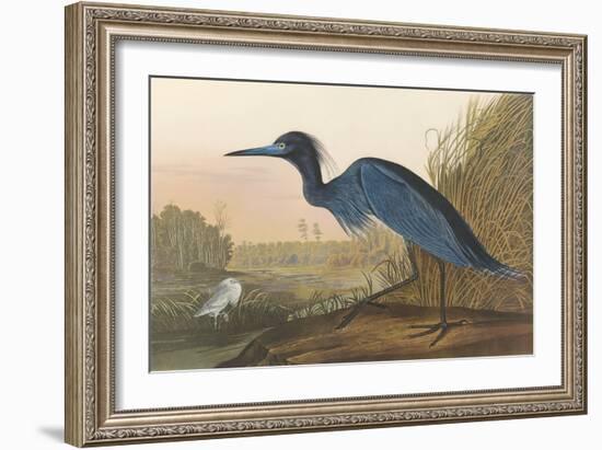 Blue Crane-James Audubon-Framed Giclee Print