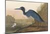 Blue Crane-James Audubon-Mounted Giclee Print