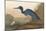 Blue Crane-James Audubon-Mounted Giclee Print