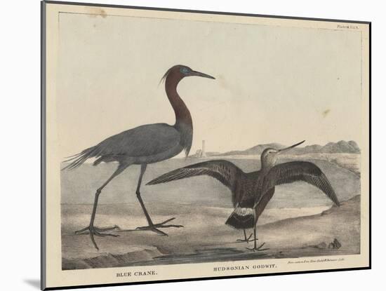 Blue Crane-Mannevillette Elihu Dearing Brown-Mounted Giclee Print