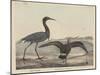 Blue Crane-Mannevillette Elihu Dearing Brown-Mounted Giclee Print