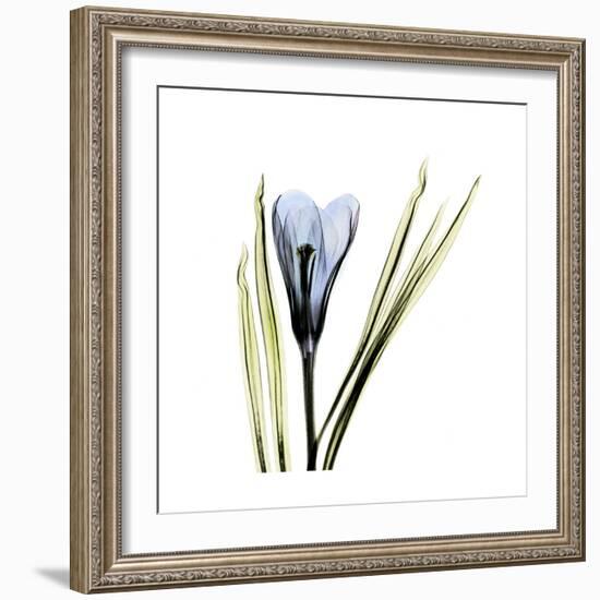 Blue Crocus-Albert Koetsier-Framed Premium Giclee Print