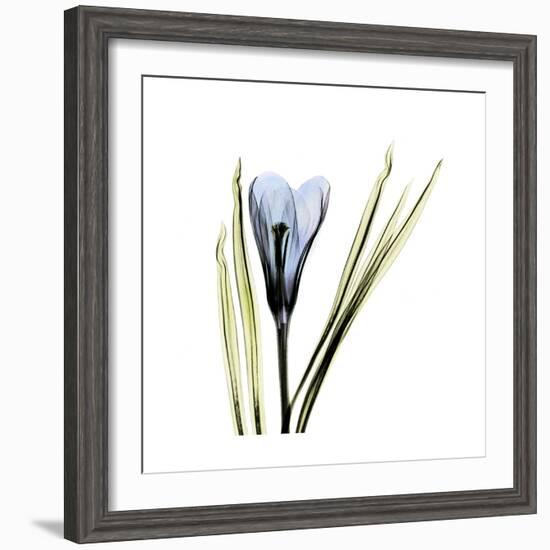 Blue Crocus-Albert Koetsier-Framed Premium Giclee Print