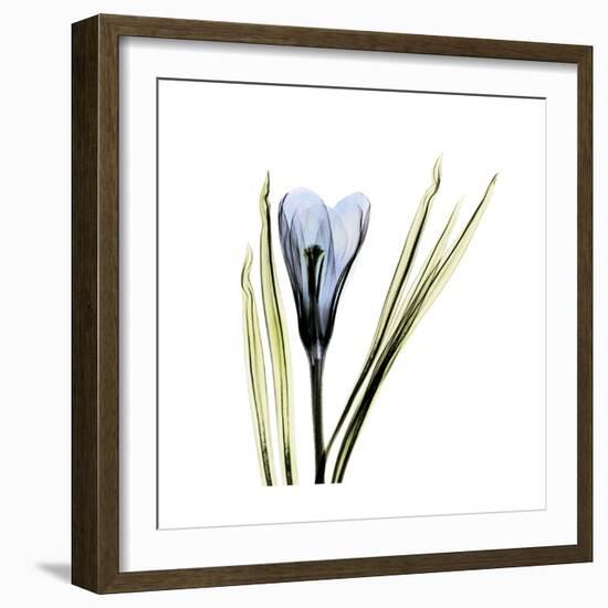 Blue Crocus-Albert Koetsier-Framed Premium Giclee Print