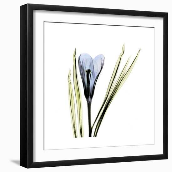 Blue Crocus-Albert Koetsier-Framed Premium Giclee Print