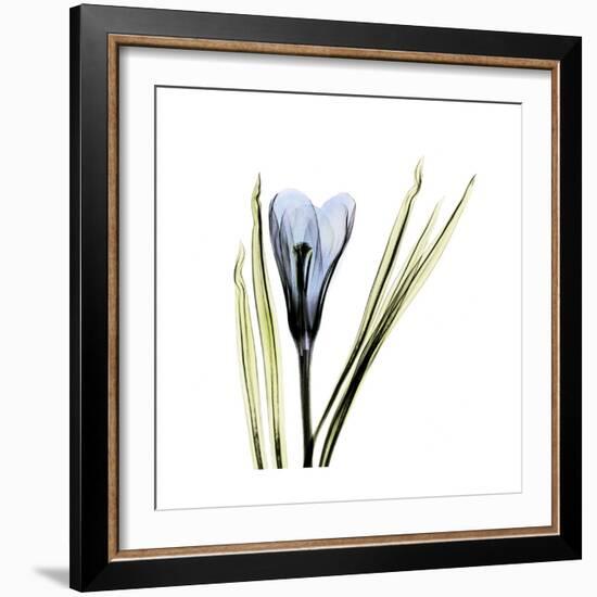 Blue Crocus-Albert Koetsier-Framed Premium Giclee Print