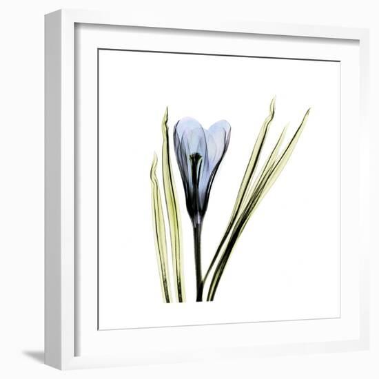 Blue Crocus-Albert Koetsier-Framed Premium Giclee Print