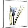 Blue Crocus-Albert Koetsier-Mounted Premium Giclee Print