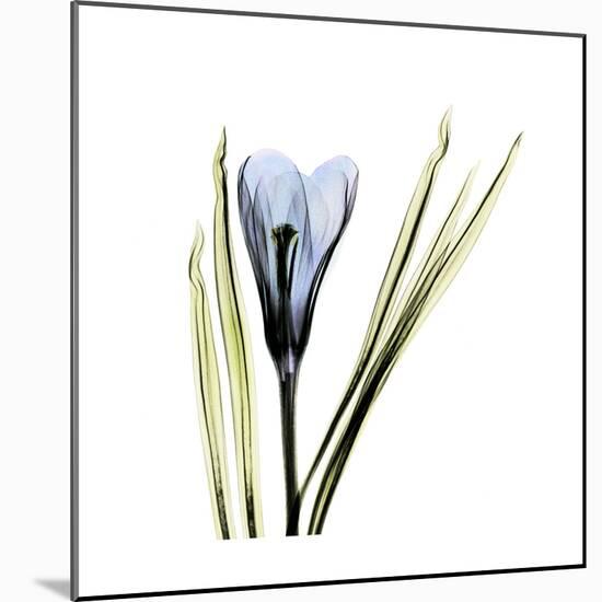 Blue Crocus-Albert Koetsier-Mounted Premium Giclee Print