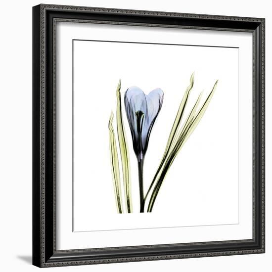 Blue Crocus-Albert Koetsier-Framed Premium Giclee Print