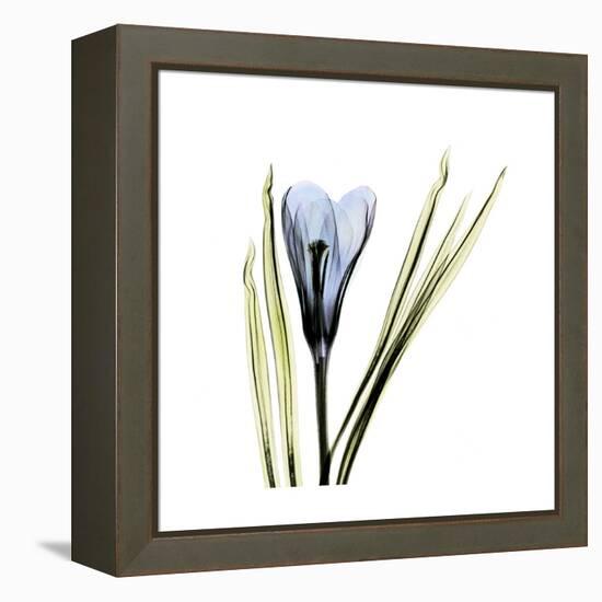 Blue Crocus-Albert Koetsier-Framed Stretched Canvas