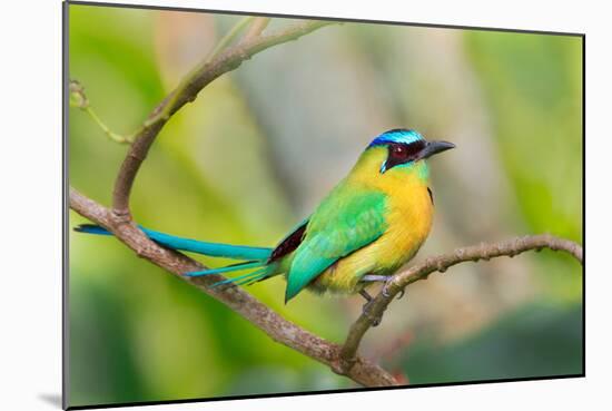 Blue-Crowned Motmot (Momotus Momota), San Jose, Costa Rica-null-Mounted Photographic Print