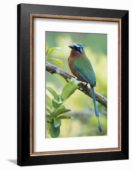 Blue-Crowned Motmot, Trinidad Motmot-Ken Archer-Framed Photographic Print