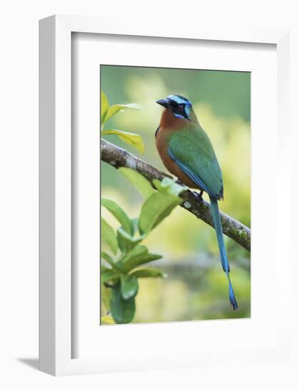 Blue-Crowned Motmot, Trinidad Motmot-Ken Archer-Framed Photographic Print