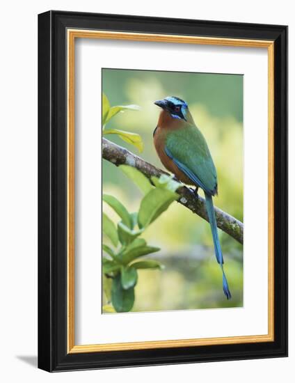 Blue-Crowned Motmot, Trinidad Motmot-Ken Archer-Framed Photographic Print