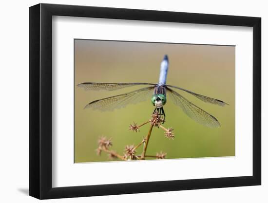 Blue Dasher male in wetland Marion County, Illinois-Richard & Susan Day-Framed Photographic Print