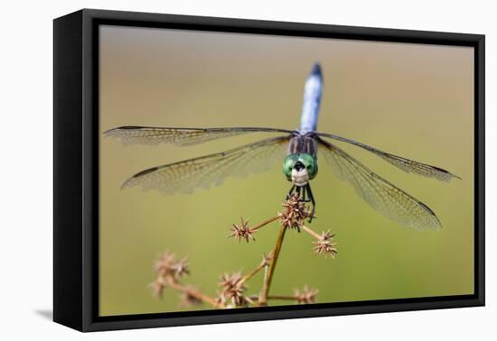 Blue Dasher male in wetland Marion County, Illinois-Richard & Susan Day-Framed Premier Image Canvas