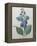 Blue Day Lillies-Pierre-Joseph Redoute-Framed Stretched Canvas