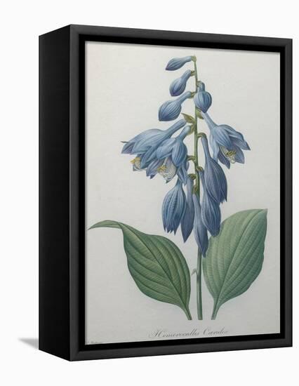 Blue Day Lillies-Pierre-Joseph Redoute-Framed Stretched Canvas