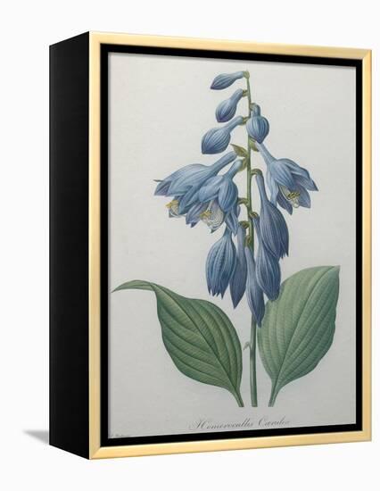 Blue Day Lillies-Pierre-Joseph Redoute-Framed Stretched Canvas