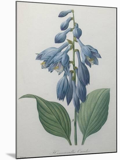 Blue Day Lillies-Pierre-Joseph Redoute-Mounted Art Print