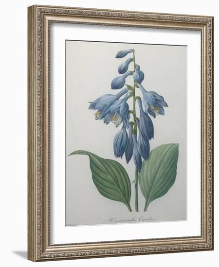 Blue Day Lillies-Pierre-Joseph Redoute-Framed Art Print