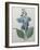 Blue Day Lillies-Pierre-Joseph Redoute-Framed Art Print