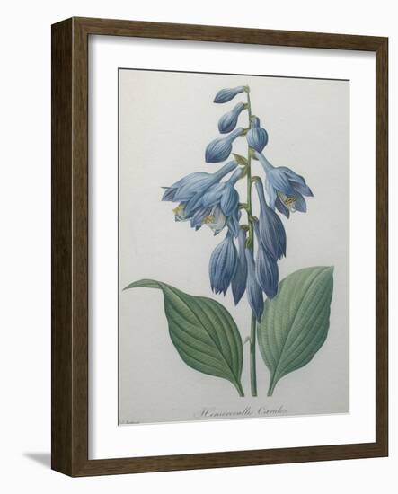 Blue Day Lillies-Pierre-Joseph Redoute-Framed Art Print